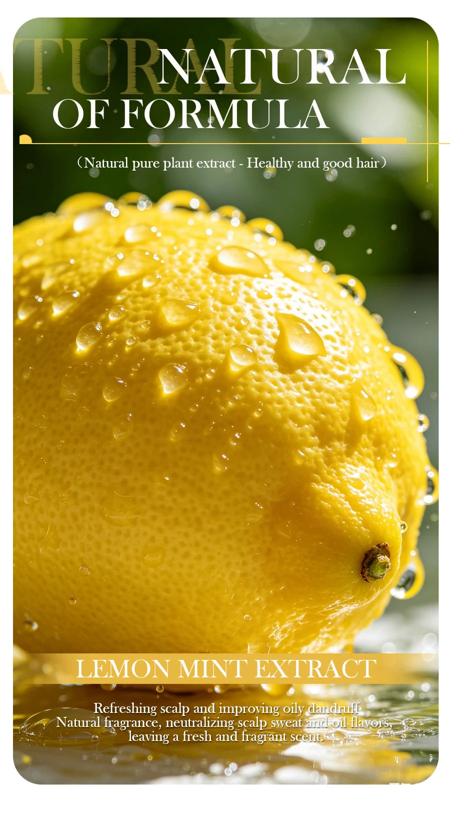 Lemon Plant Shampoo Is Refreshing, Oil Controlling, Dandruff Reducing, and Strong for Hair. Handmade Shampoo Without Silicone Oi
